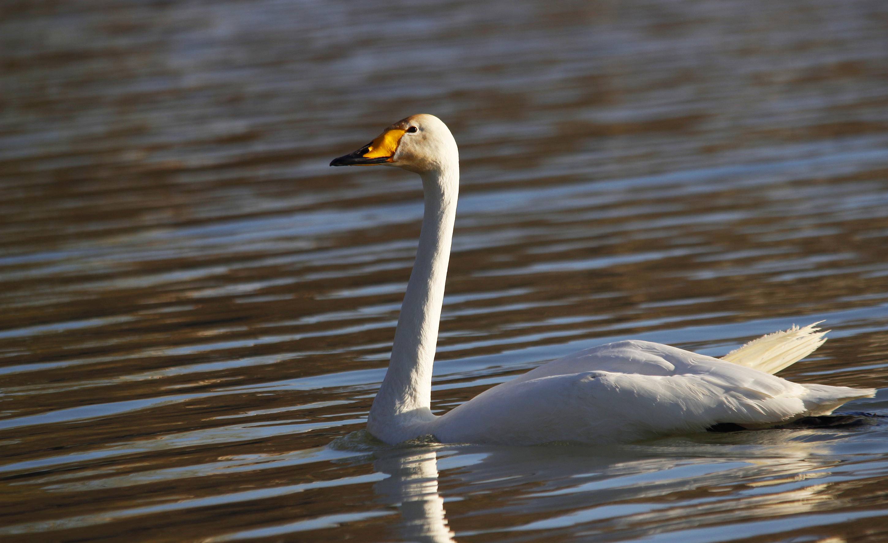 Whooper Swan